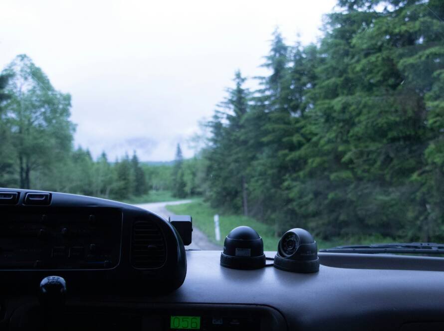 View from a car during a road trip through a tree-lined road